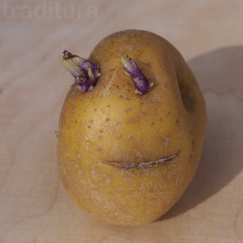 Kartoffel mit Stielaugen