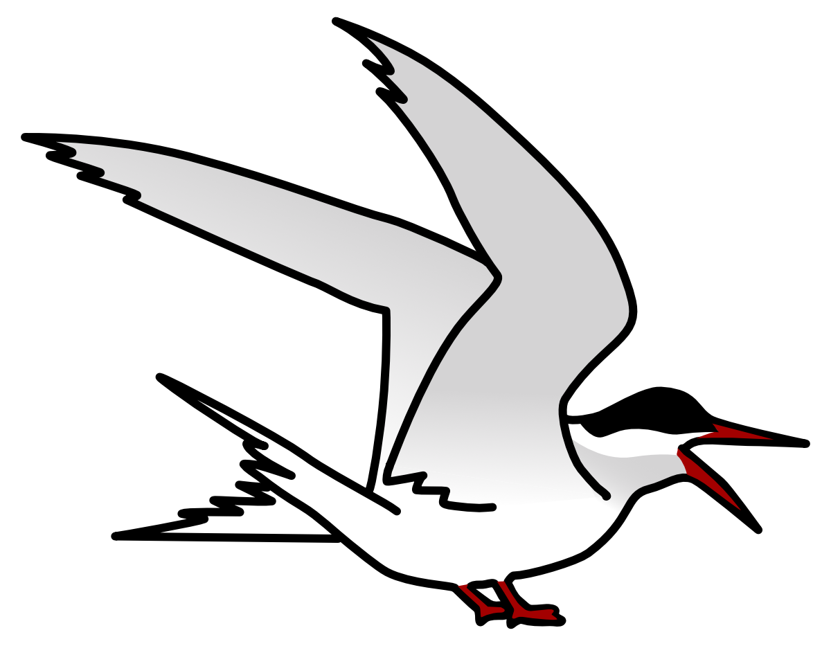 Arctic tern